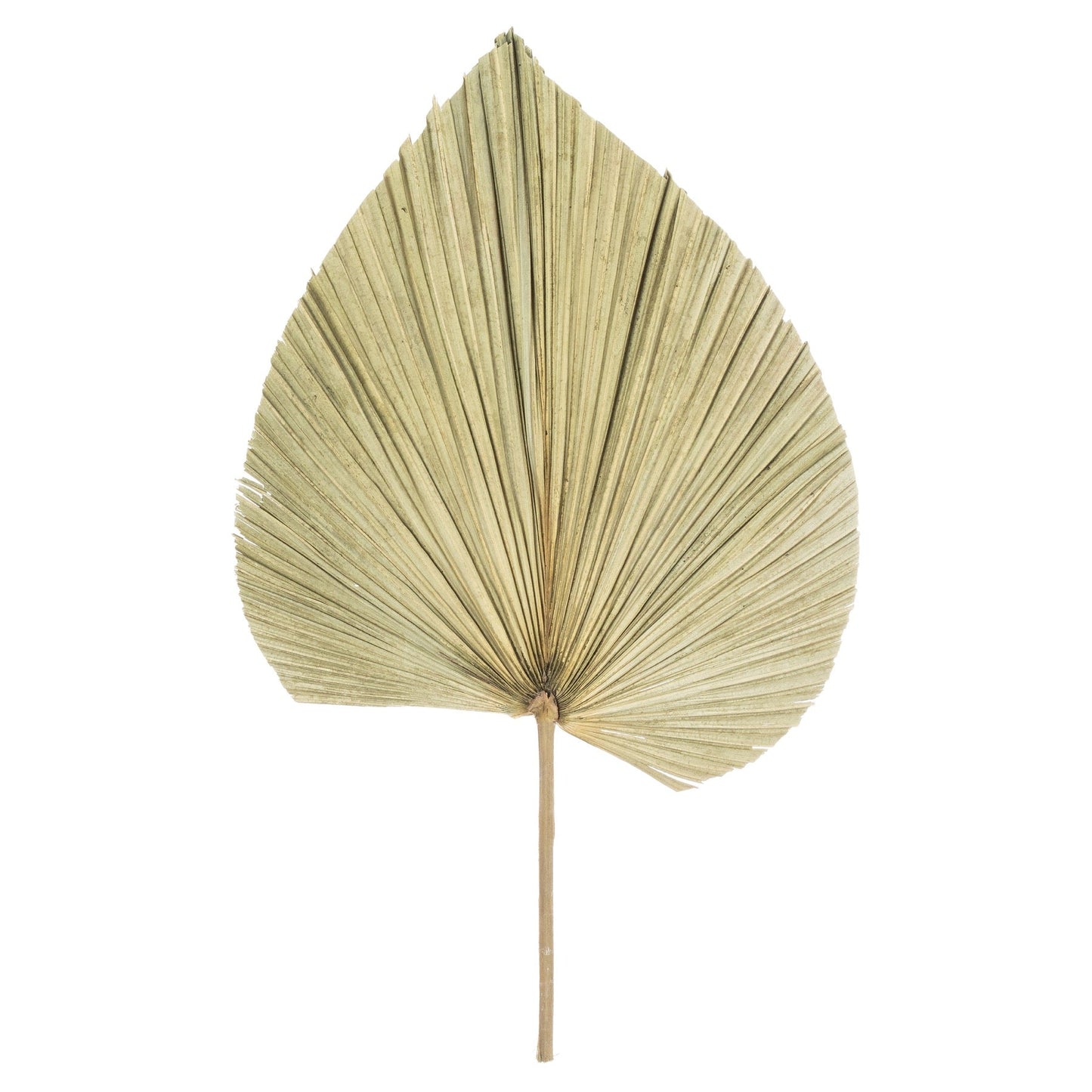 Dried Natural Fan Palm (21701) By Hill Interiors