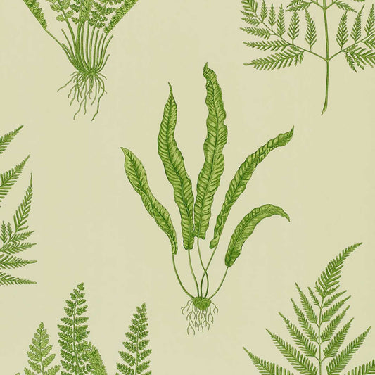 Woodland Ferns Wallpaper by Sanderson