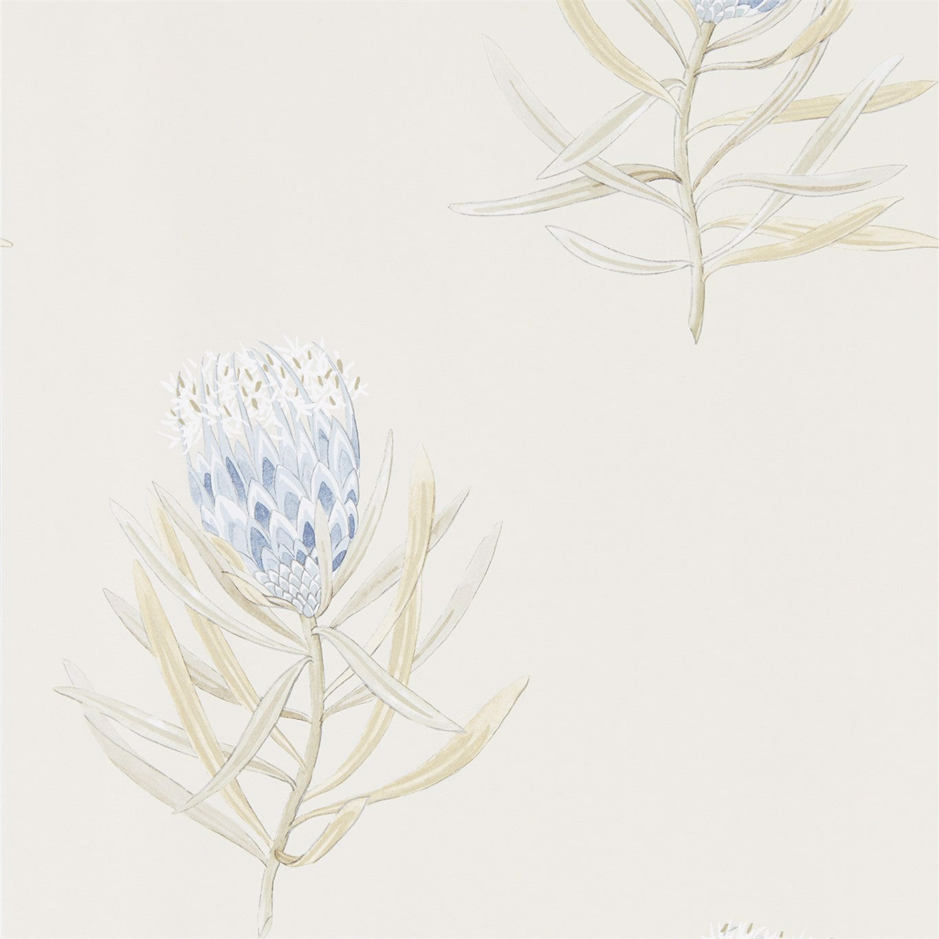 Protea Flower Wallpaper by Sanderson