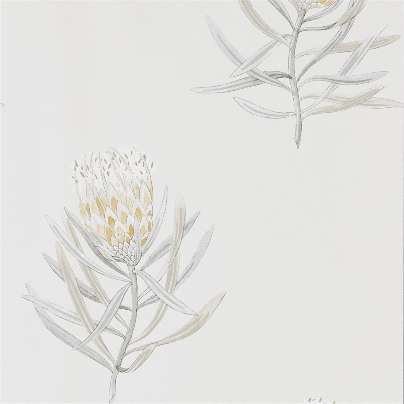 Protea Flower Wallpaper by Sanderson