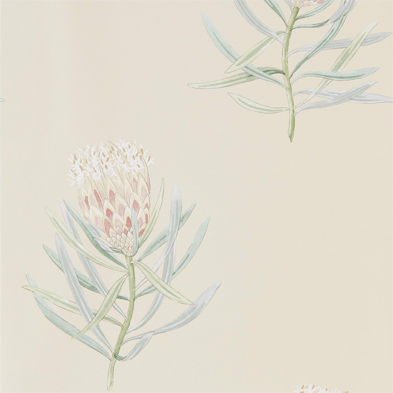 Protea Flower Wallpaper by Sanderson