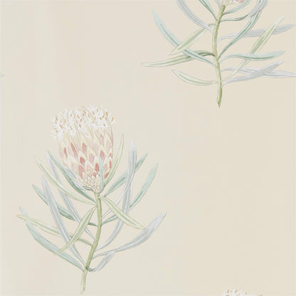 Protea Flower Wallpaper by Sanderson