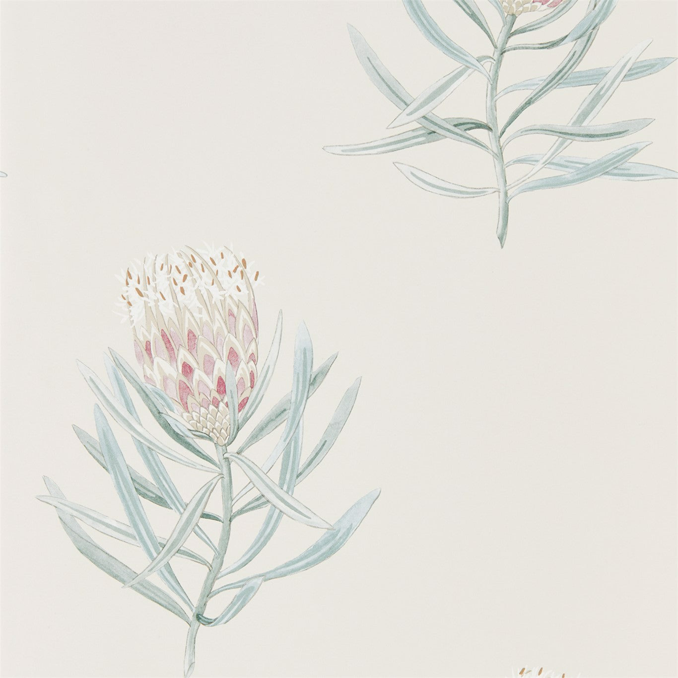 Protea Flower Wallpaper by Sanderson