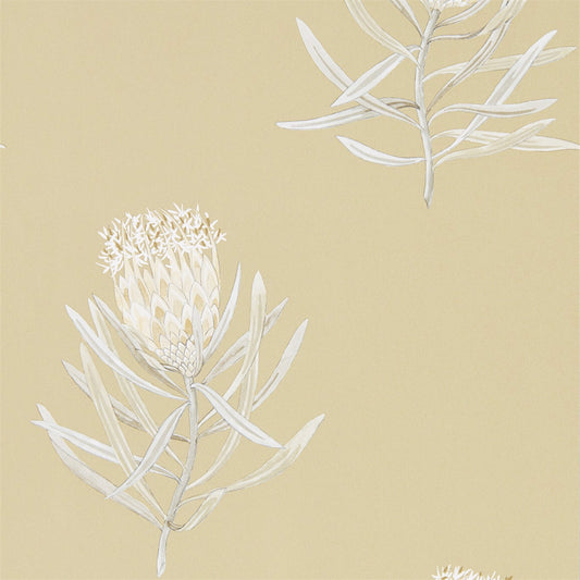 Protea Flower Wallpaper by Sanderson