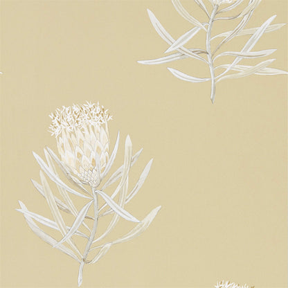 Protea Flower Wallpaper by Sanderson