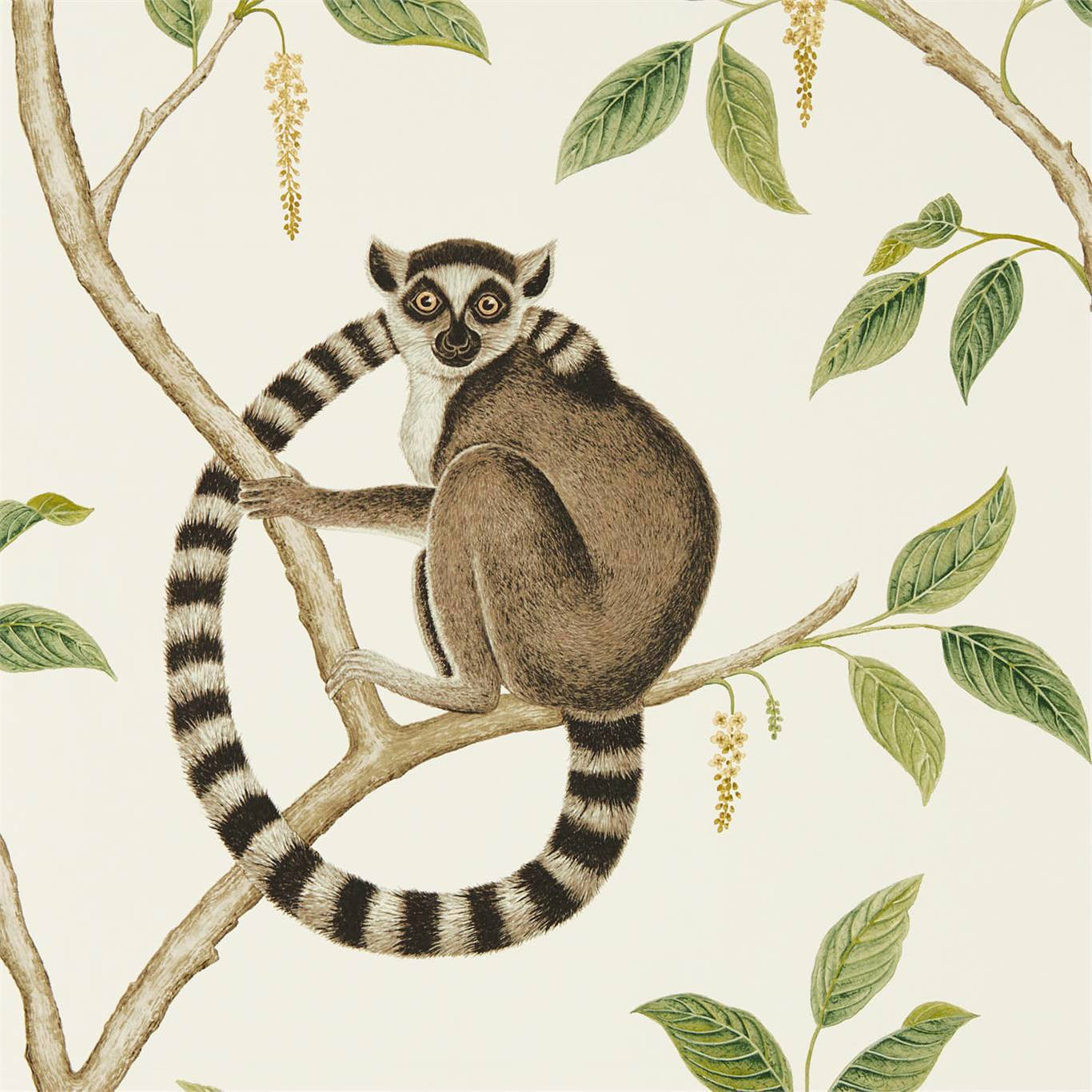 Ringtailed Lemur Wallpaper by Sanderson