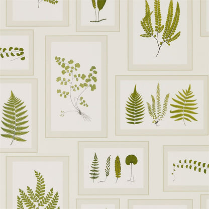 Fern Gallery Wallpaper by Sanderson