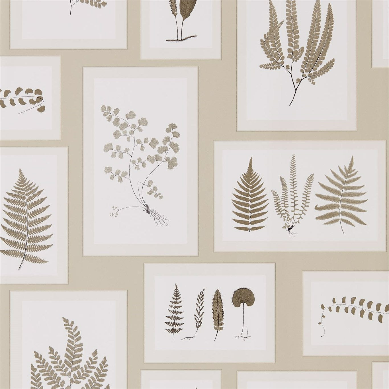 Fern Gallery Wallpaper by Sanderson