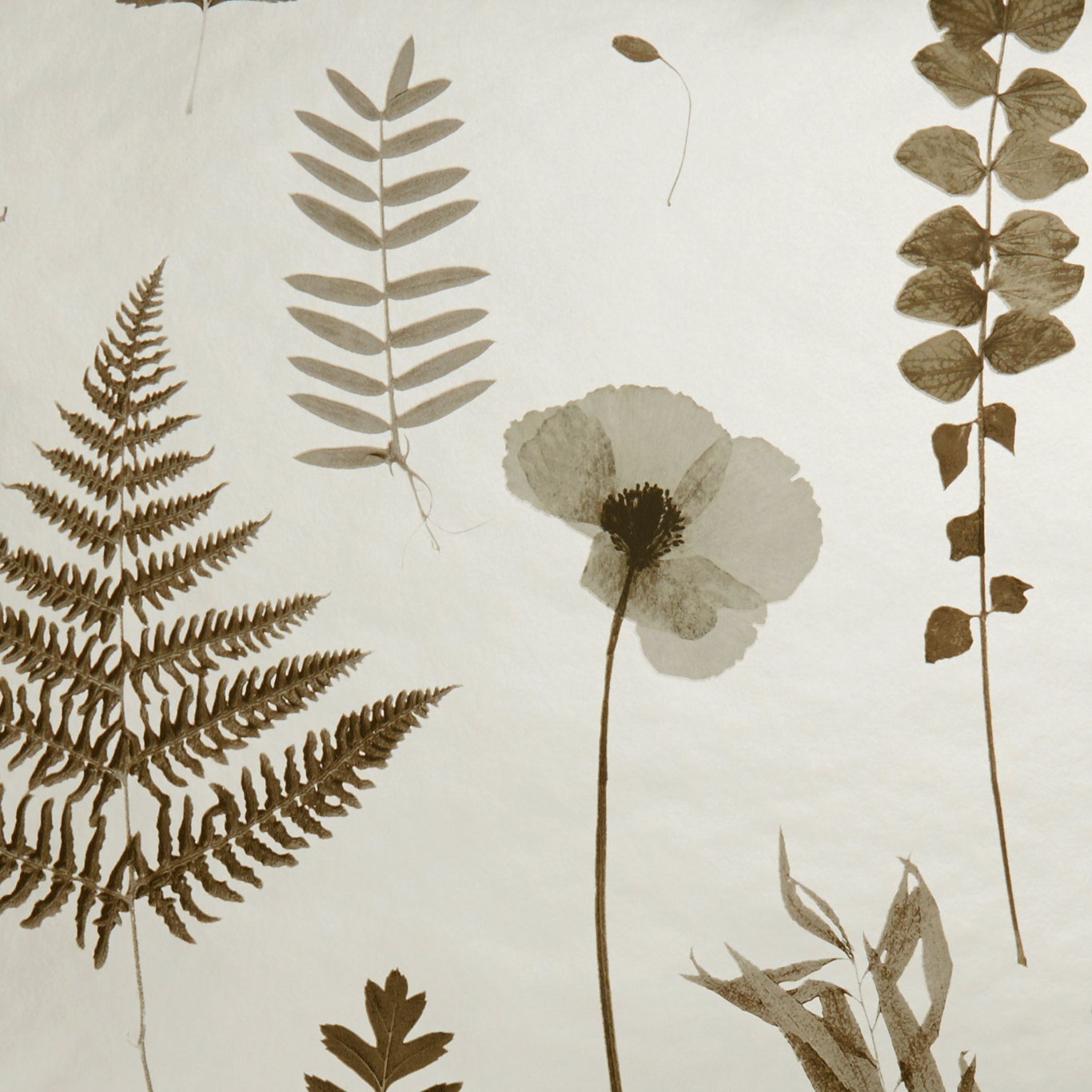 Herbarium Wallpaper by Clarke & Clarke