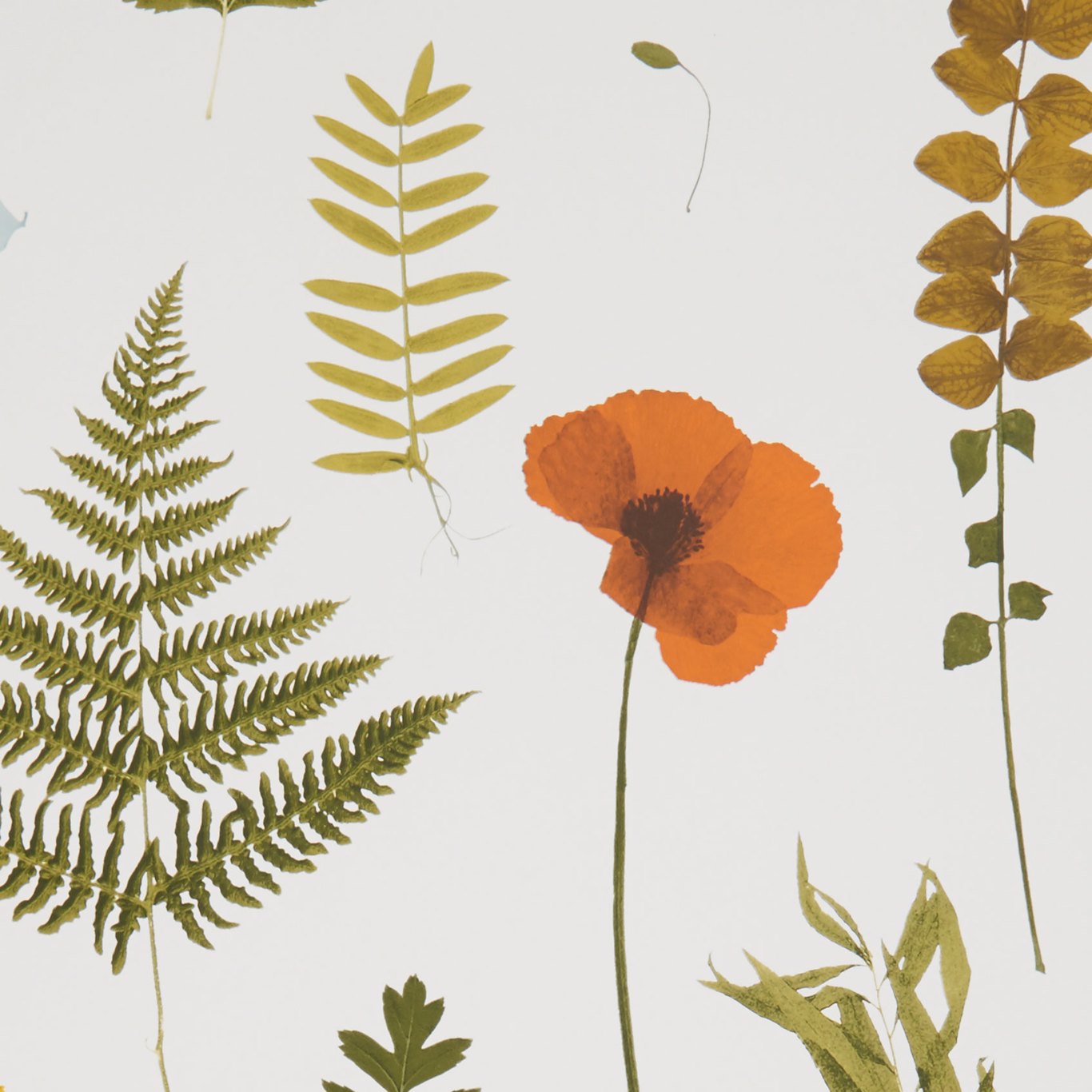 Herbarium Wallpaper by Clarke & Clarke