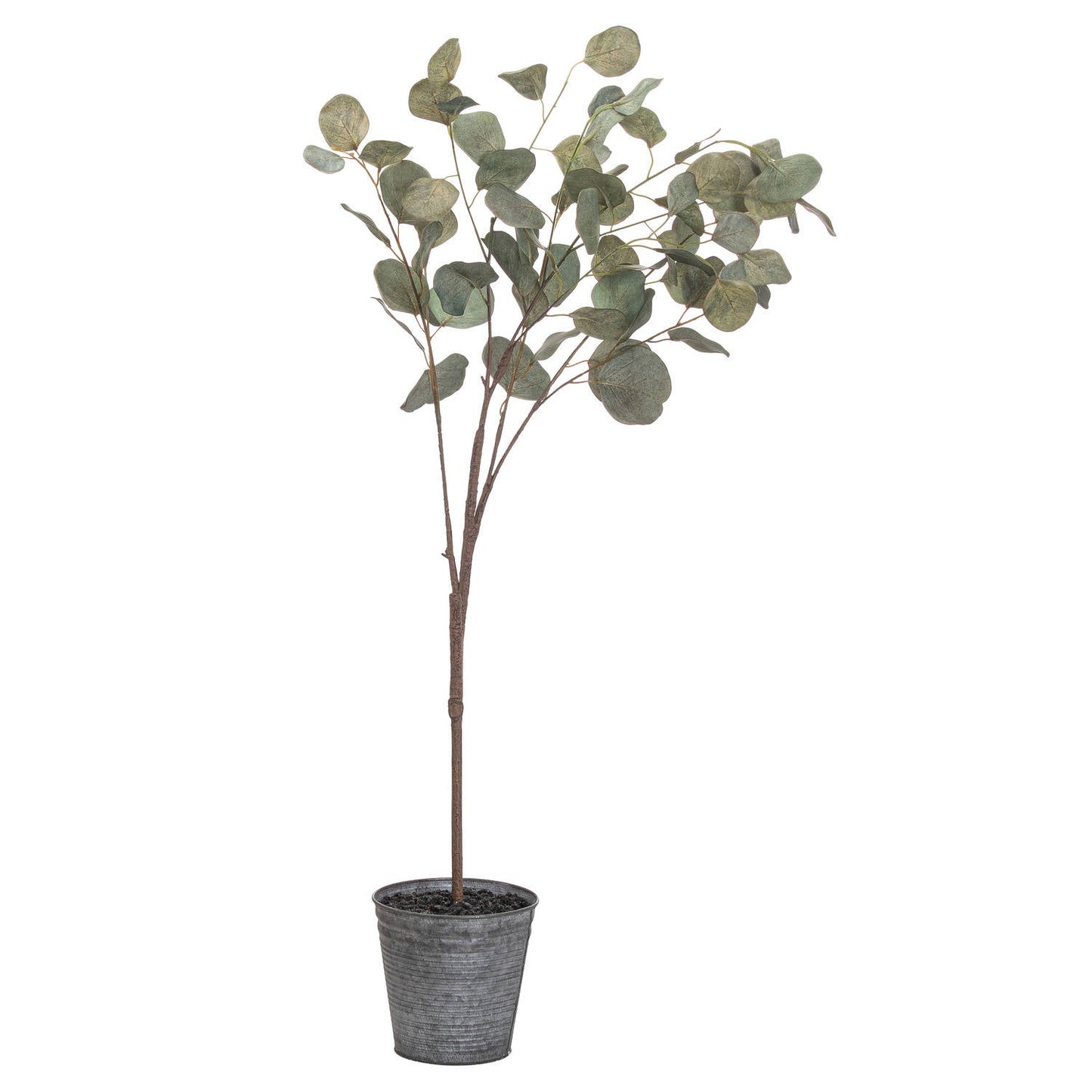 Eucalyptus Tree In Metallic Pot (21025) By Hill Interiors