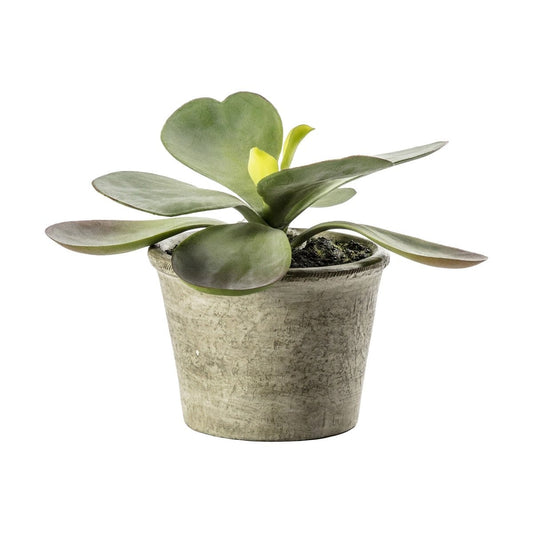 Kalanchoe Pale Green by Gallery