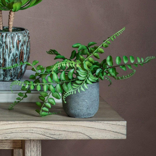 Potted Royal Fern by Gallery